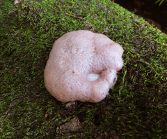 Reticularia intermedia