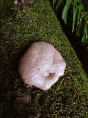 Reticularia intermedia