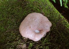 Reticularia intermedia