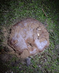 Reticularia intermedia