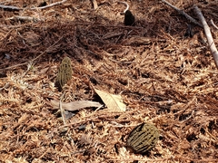 Morchella eximia