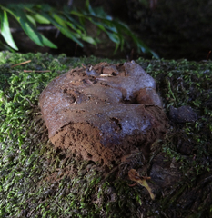 Reticularia intermedia