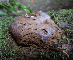 Reticularia intermedia