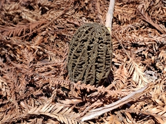 Morchella eximia