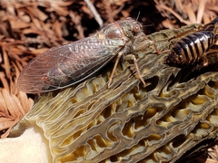 Morchella eximia