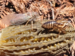 Morchella eximia
