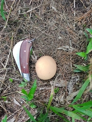 Calvatia