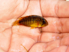 Apistogramma commbrae