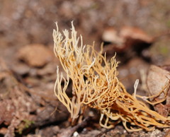 Phaeoclavulina ochracea