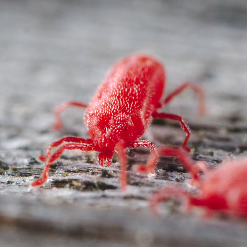 Sidewalk Mites
