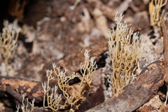 Phaeoclavulina ochracea