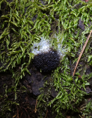 Symphytocarpus trechisporus