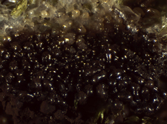 Symphytocarpus trechisporus