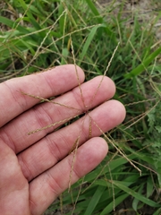 Chloris andropogonoides