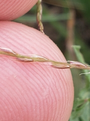 Chloris andropogonoides