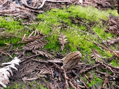 Morchella eximia