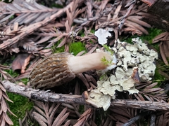 Morchella eximia