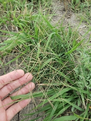 Chloris andropogonoides