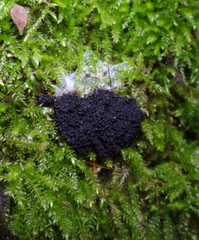 Symphytocarpus trechisporus