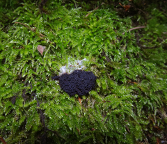 Symphytocarpus trechisporus