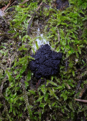 Symphytocarpus trechisporus
