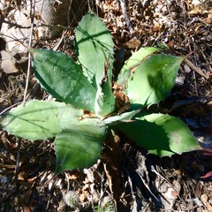 Agave nuusaviorum