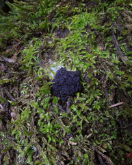 Symphytocarpus trechisporus