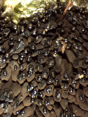 Symphytocarpus trechisporus