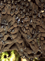 Symphytocarpus trechisporus