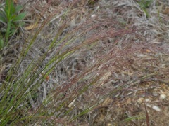 Eragrostis lugens