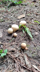 Calvatia