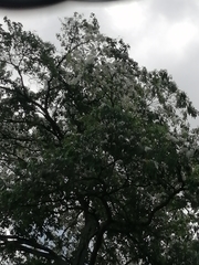 Cordia alliodora
