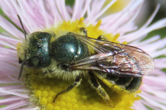 Osmia georgica