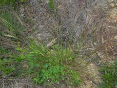 Eragrostis lugens