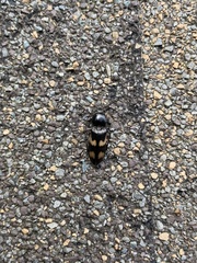 Selatosomus suckleyi