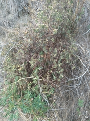 Pimelea declivis