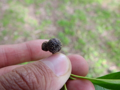 Cynipini
