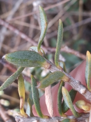 Pimelea declivis