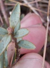 Pimelea declivis