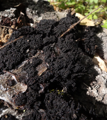 Symphytocarpus cristatus