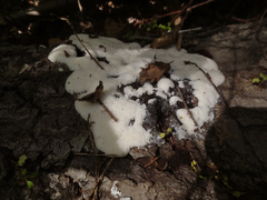 Symphytocarpus cristatus