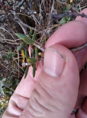 Pimelea declivis