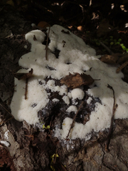 Symphytocarpus cristatus