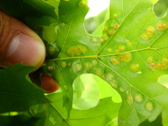 Polystepha
