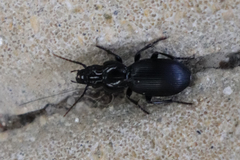 Pterostichus globosus
