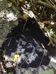 Symphytocarpus cristatus