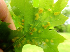 Polystepha