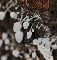 Physalacria australiensis