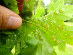 Polystepha