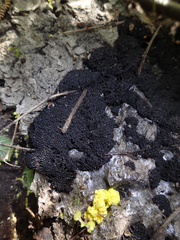 Symphytocarpus cristatus